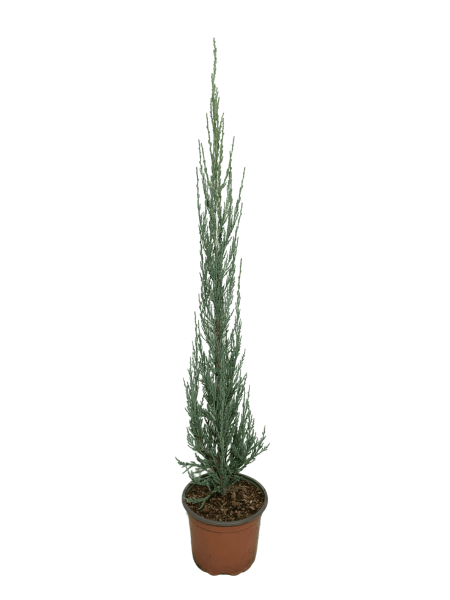 juniperus blue arrrow vaso 18, ginepro dal portamento eretto e foglia verde tendente al blu, pianta simile al cipresso