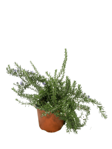 rosmarino prostrato vaso18, pianta da usare in cucina famosa per il suo profumo, arbusto dal portamento ricadente e fiorellini celesti
