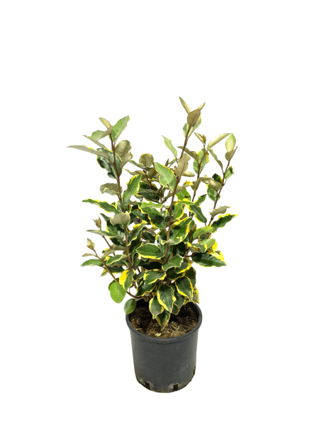 eleagnus vivileg vaso 18 con foglia variegata verde e bordi gialli. pianta dalla chioma folta e fiori bianchi profumati