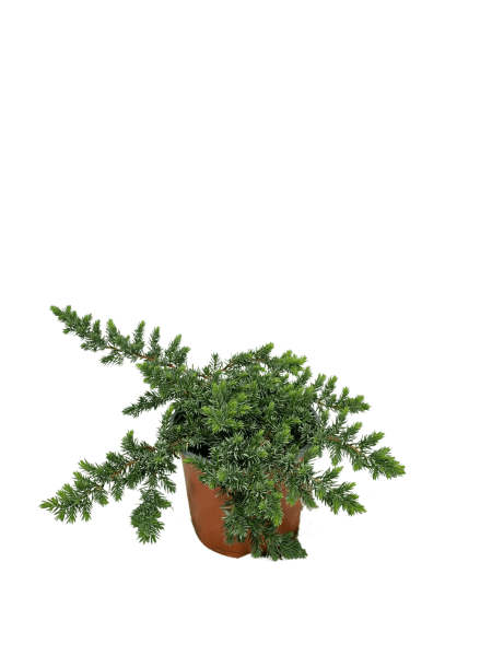 ginepro blu pacific vaso 18. pianta strisciante dal fogliame aghiforme e verde