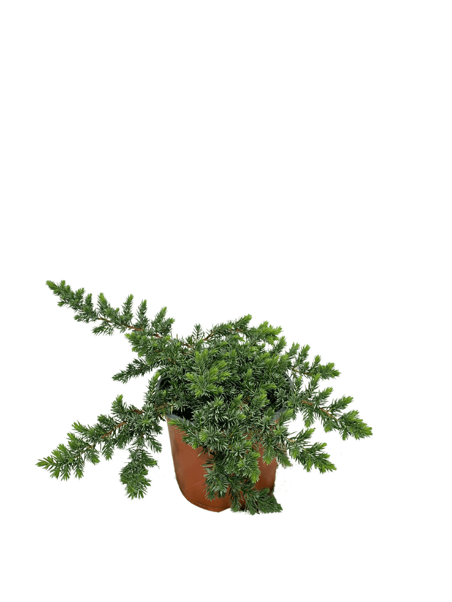 ginepro blu pacific vaso 18. pianta strisciante dal fogliame aghiforme e verde