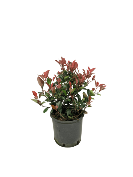 photinia nana vaso 18. arbusto rustico dal portamento compatto e basso con fogliame rosso acceso e luminescente