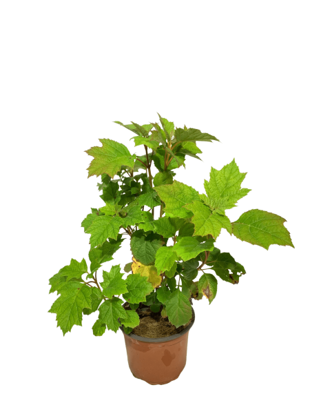 ortensia quercifoglia vaso 18, pianta a foglia caduca con fogliame simile a quello di una quercia e con grandi fiori bianchi
