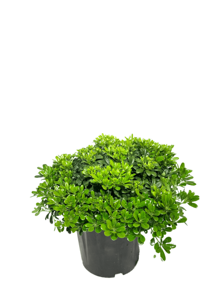 pitosforo nano vaso 24 dal portamento sferico. arbusto rustico con foglia verde acceso e piccoli fiori bianchi profumati