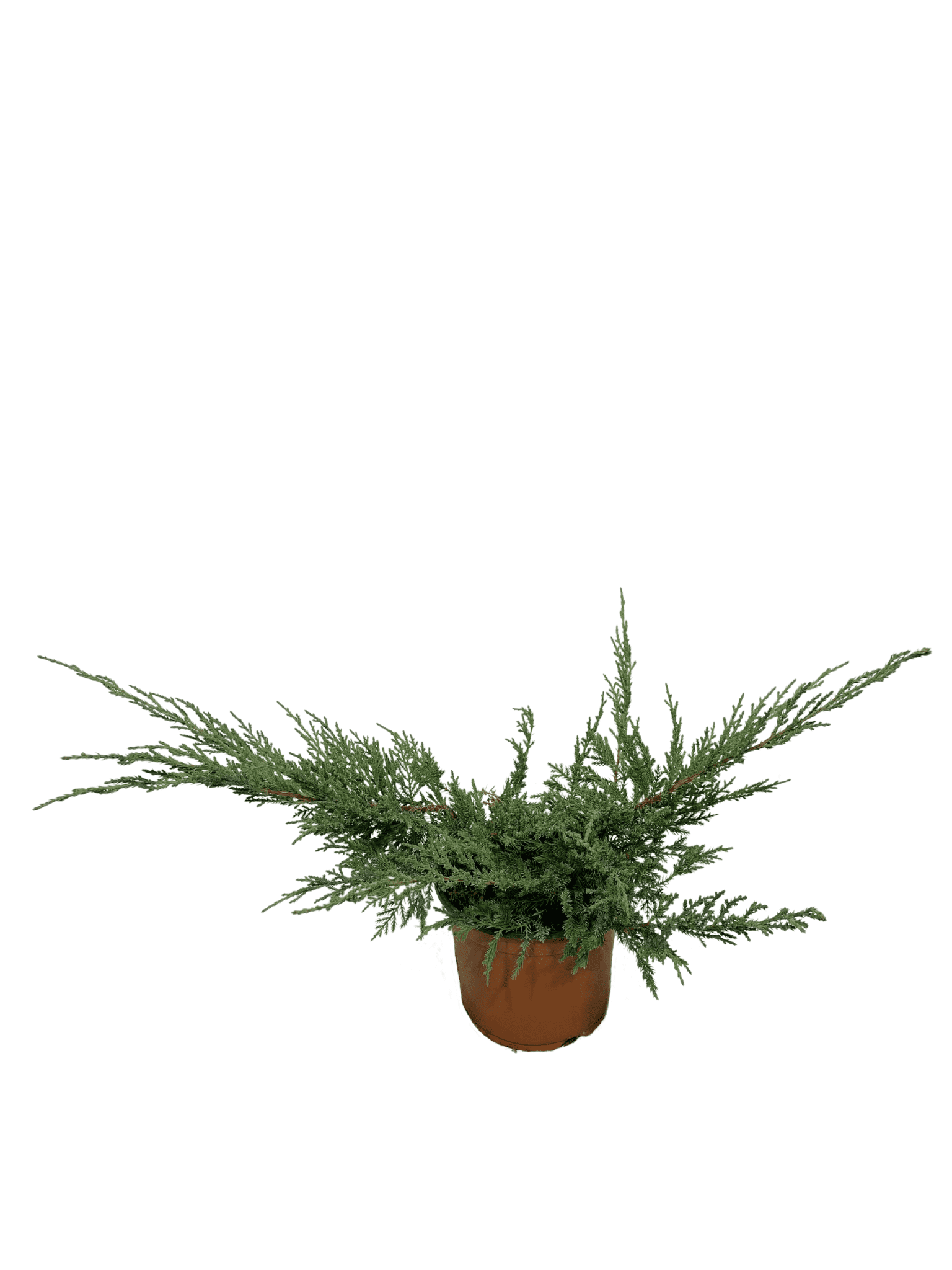 ginepro verde vaso 18, conifera da giardino dal portamento allargato e di colore verde intenso