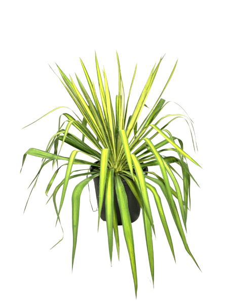 vendita yucca variegatagolden sword, pianta dalle foglie lunghe e variegate di colore giallo lucente all'interno e verde all'esterno