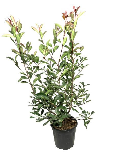 bellissima photinia variegata con portamrnto eretto e fogliame verde con bordure crema, perfetta per siepi