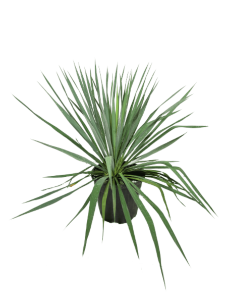 vendita yucca filamentosa verde vaso 24, pianta dalle foglie allungate e verdi