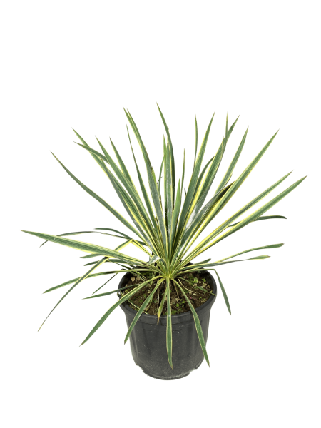 vendita yucca variegata bright edge vsao 24, pianta dalle foglie lunghe e variegate di giallo all'esterno e verdi all'interno