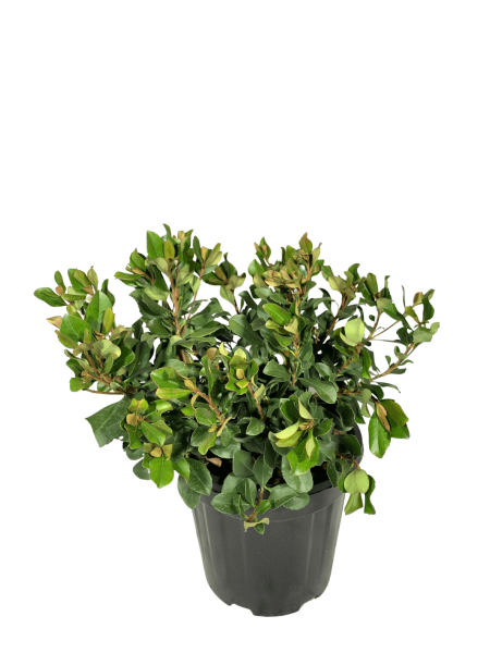 raphiolepis spingtime vaso 24, arbusto dalle foglie verde scuro e piccoli fiori bianchi profumati