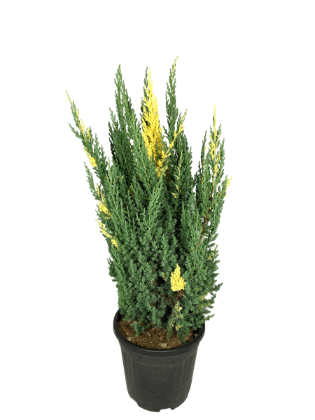 juniperus stricta variegato vaso 24 con chioma folta di colore verde e variegature gialle