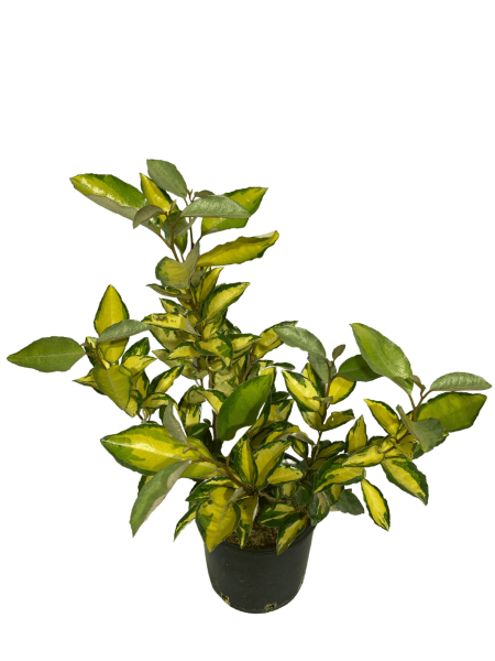 eleagnus variegato in vaso 18 dalla foglia gialla internamente e i bordi verdi