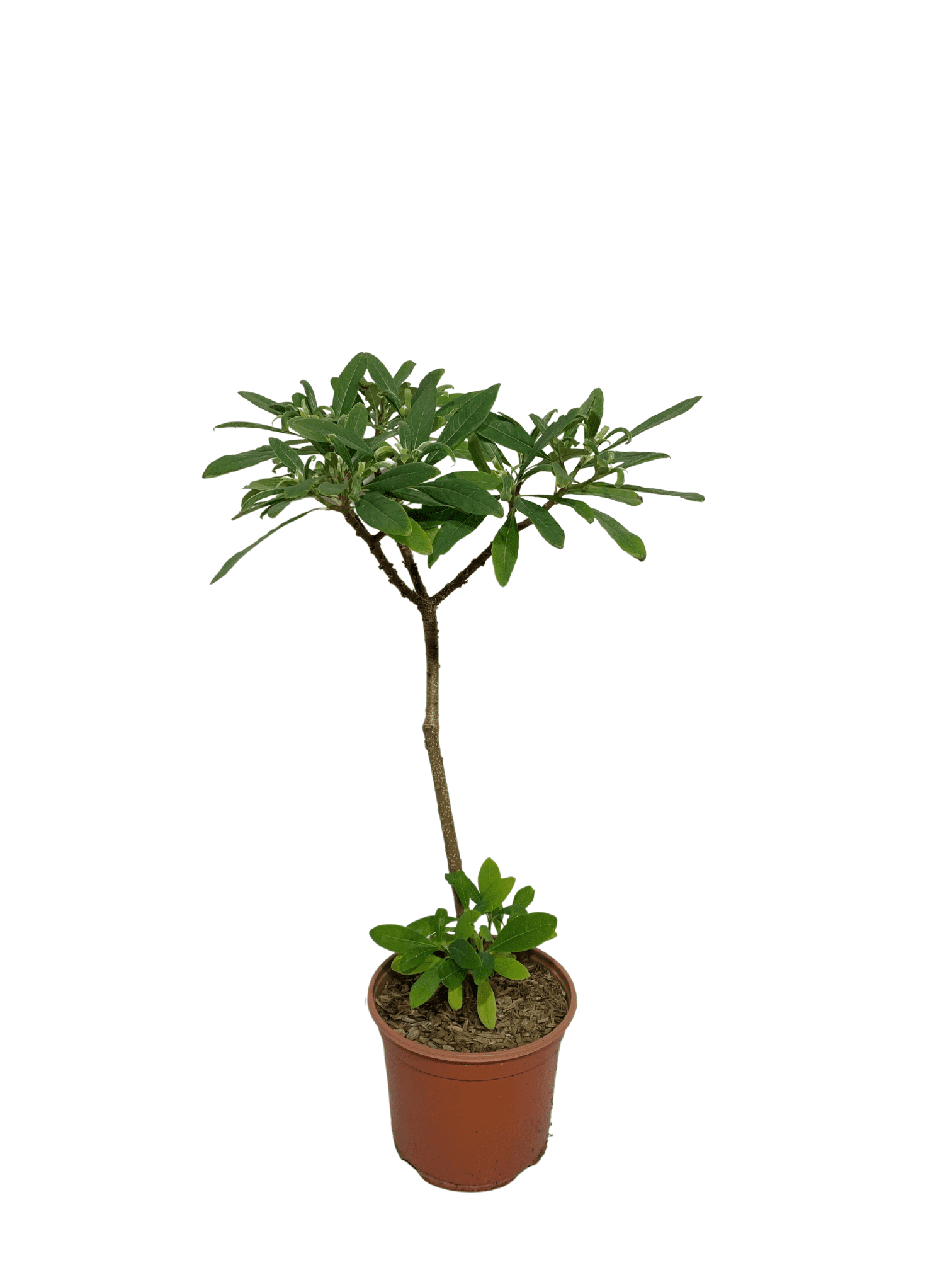 pianta foglia caduca a cespuglio con fogliame verde e di forma allungata. pianta dai fiori gialli