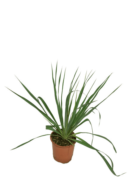 vendita yucca filamentosa verde vas0 18, pianta dalle foglie allungate e verdi