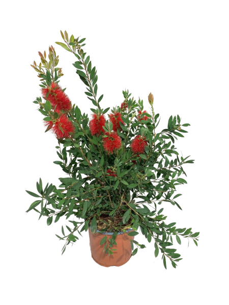 pianta con fiori rossi con pistilli gialli e rami dalla forma allungata e folti di foglie