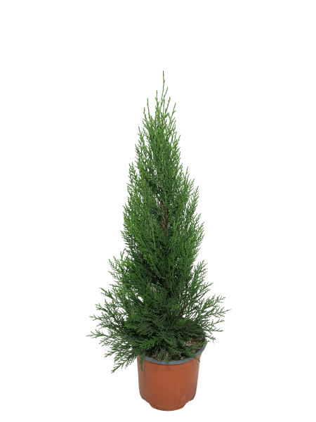 cipresso leylandii 2001in vaso del 18 dal fogliame fitto e verde vivo