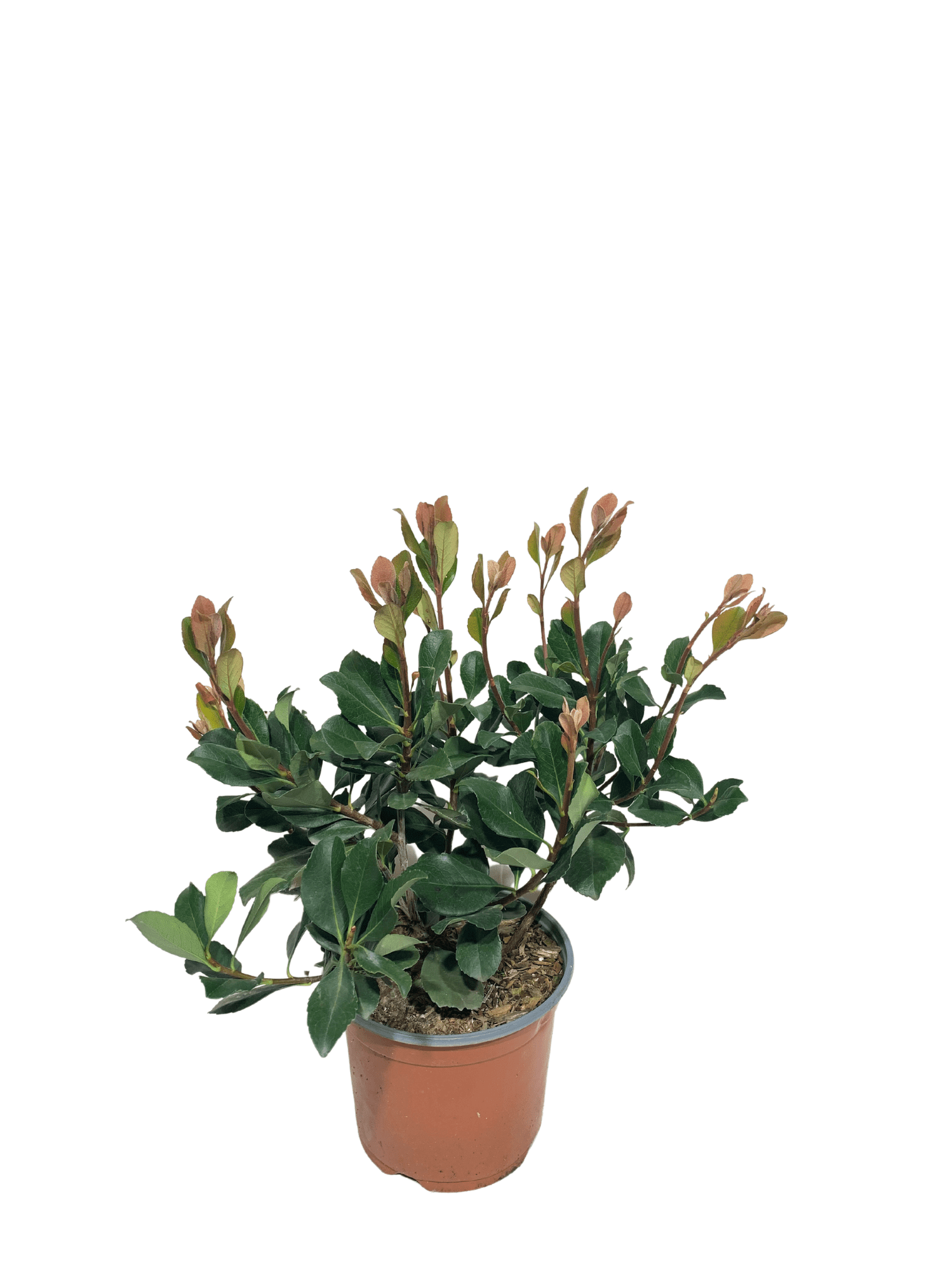 raphiolepis spingtime vaso 18, arbusto dalle foglie verde scuro e piccoli fiori bianchi profumati