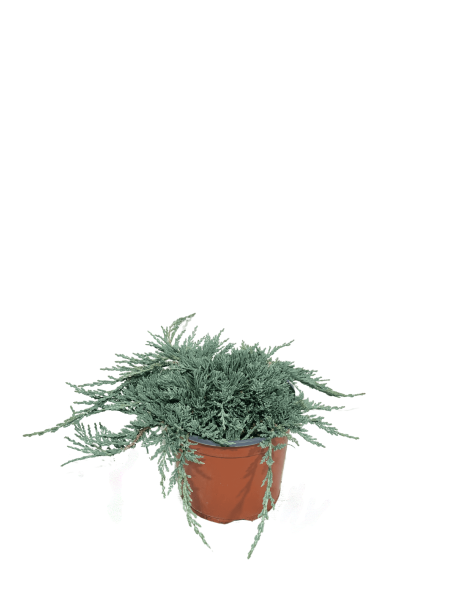 Juniperus "Blue Ice"