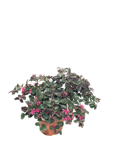 loropetalo fire dance vaso 18, pianta con foglie rosso acceso e fiori rosa lucenti