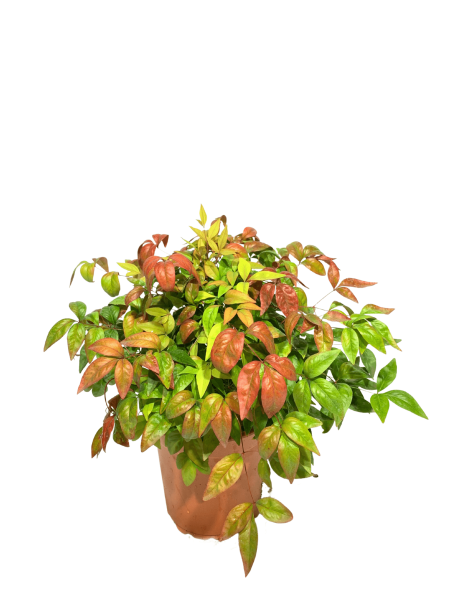 nandina fire power vaso 18, arbusto compatto dal fogliame multicolore, verde, giallo, rosso, arancione