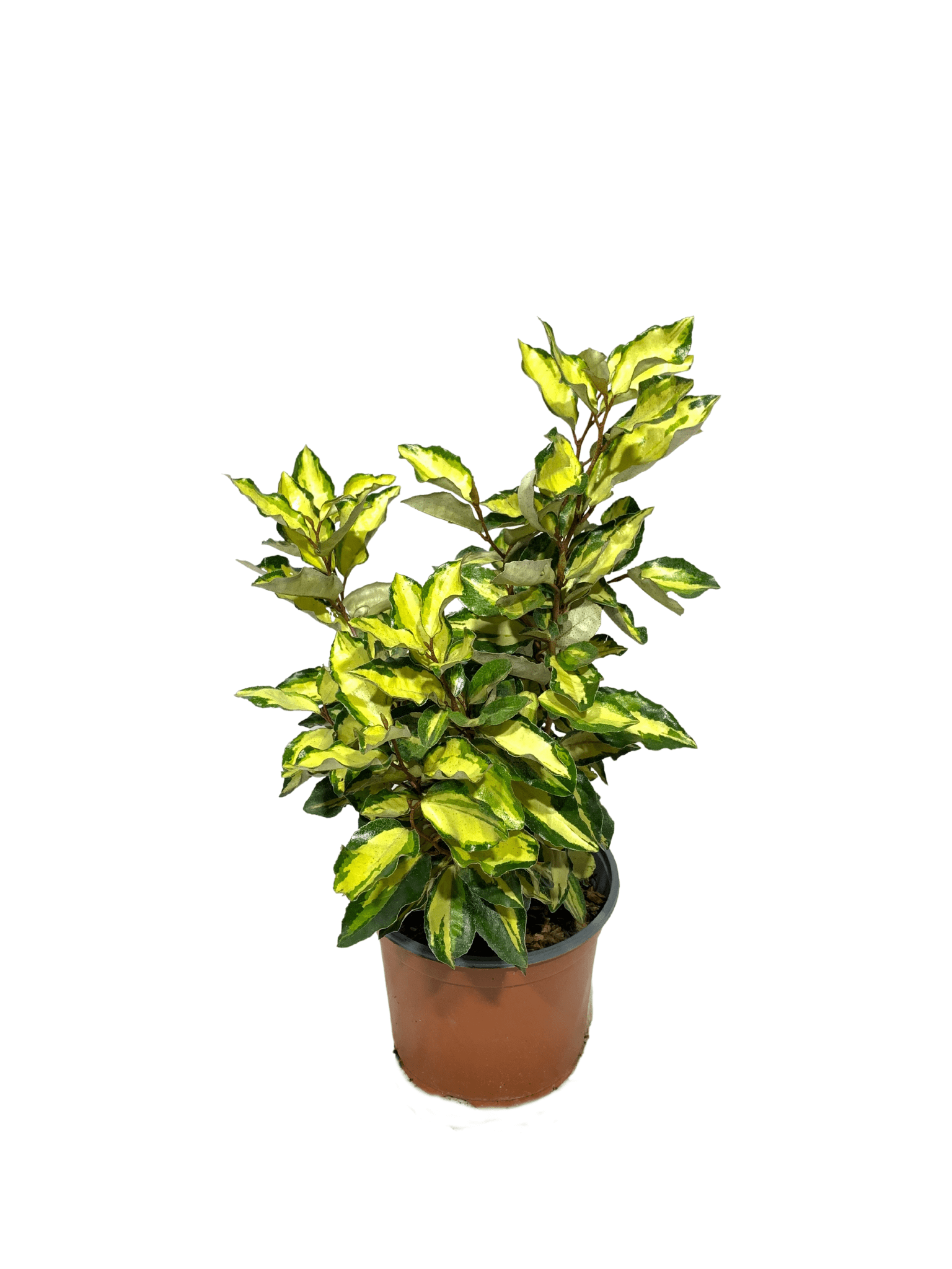 eleagnus maryline vaso 18, pianta dalla chioma compatta e foglia variegata gialla e bordi verdi. pianta dai fiori profumati