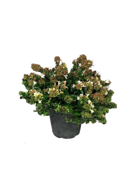 abelia compacta grandiflora coltivata in vaso, pianta con fiori bianchi profumati e foglie verdi e rosse