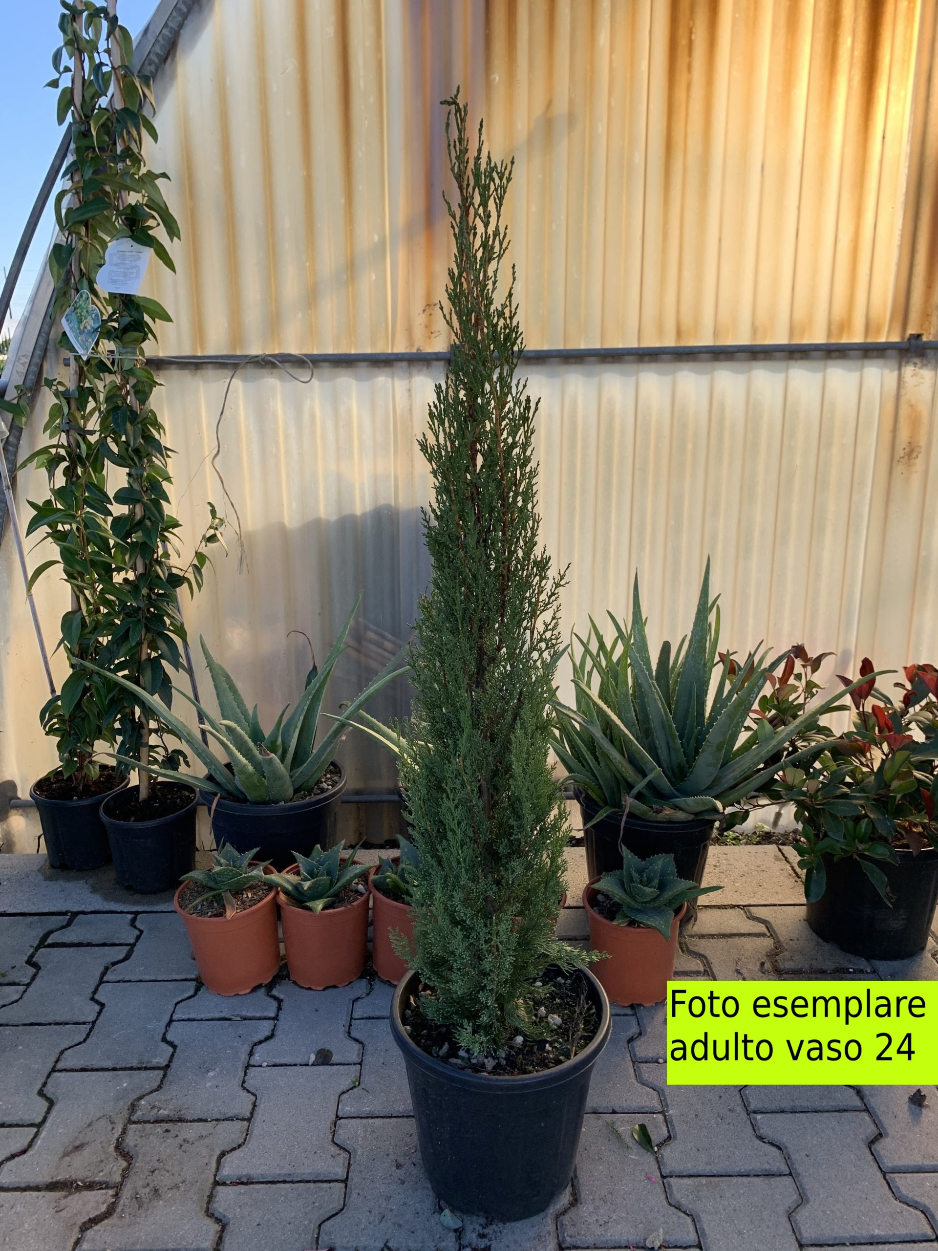 Cipresso Toscano (Cupressus Semprevirens Pyramidalis) - immagine 2