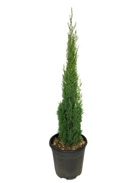 cipresso totem vaso 24 dal fogliame fitto e verde intenso. pianta da siepe o da viali a forma conica e portamento eretto