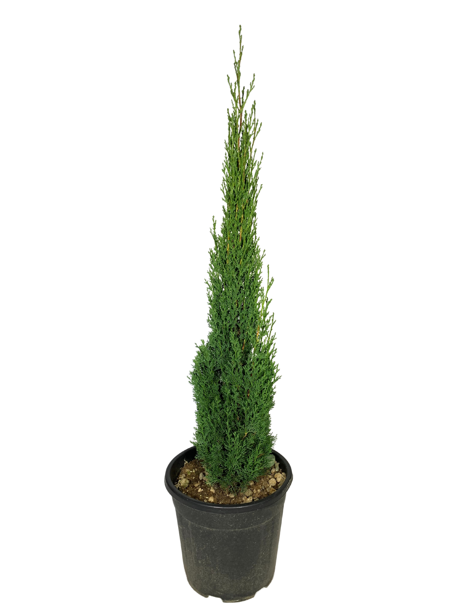 cipresso totem vaso 24 dal fogliame fitto e verde intenso. pianta da siepe o da viali a forma conica e portamento eretto