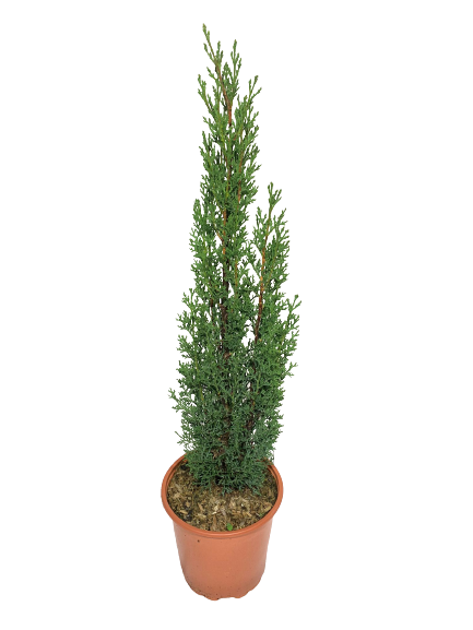 cipresso totem in vaso 18 dal fogliame fitto e verde intenso.