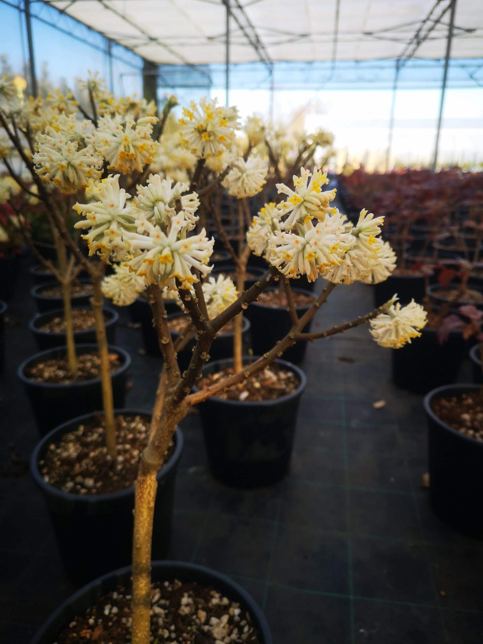 fiori gialli edgeworthia crysantia