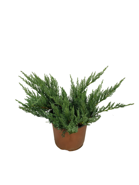ginepro tamaricifoglia vaso 18 , pianta da giardino dalla crescita contenuta adatto a fioriere con fogliame verde acceso