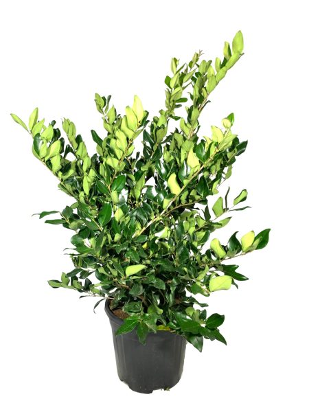 ligustro texano vaso 24, pianta dalle foglie larghe di colore verde acceso, portamento eretto e cespuglioso
