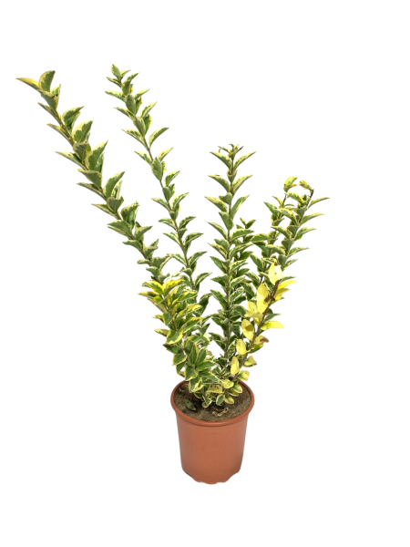ligustro variegato ovalifoglia vaso 18, arbusto semipersistente dalle foglie verdi con bordi giallo acceso.