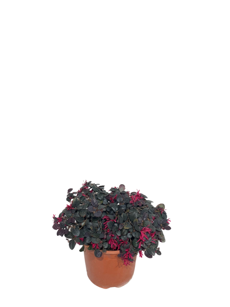 loropetalo black pearl vaso 18, arbusto da giardino con portamento compatto e chioma rosso violacea