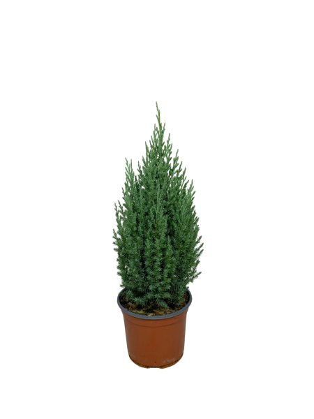 ginepro stricta vaso 18, pianta dal portamento conico e eretto. conifera dal fogliame verde celeste