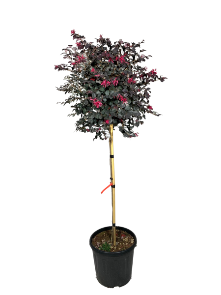 loropetalo black vaso 18. pianta coltivata a mezzo fusto con chioma rossa violacea e fiori rossi