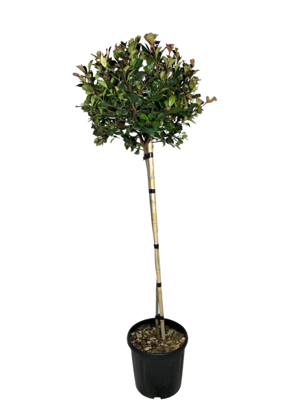 alberetto di photinia nana vaso 24, piccolo albero dalla chioma innestata di colore rosso acceso e fogliame fitto