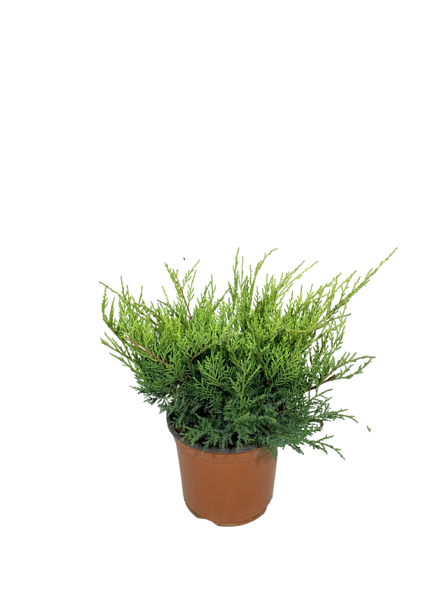 ginepro old gold vaso 18, conifera da giardino con fogliame verde tendente all'oro, pianta dalla forma compatta e portamento eretto