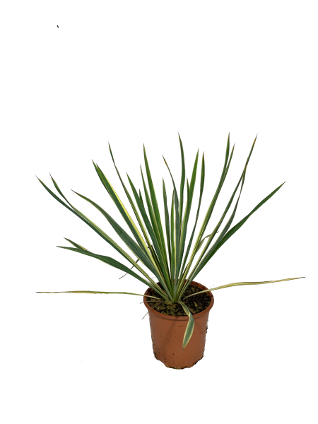 yucca variegata bright edge, pianta dalle foglie lunghe e variegate di giallo all'esterno e verdi all'interno