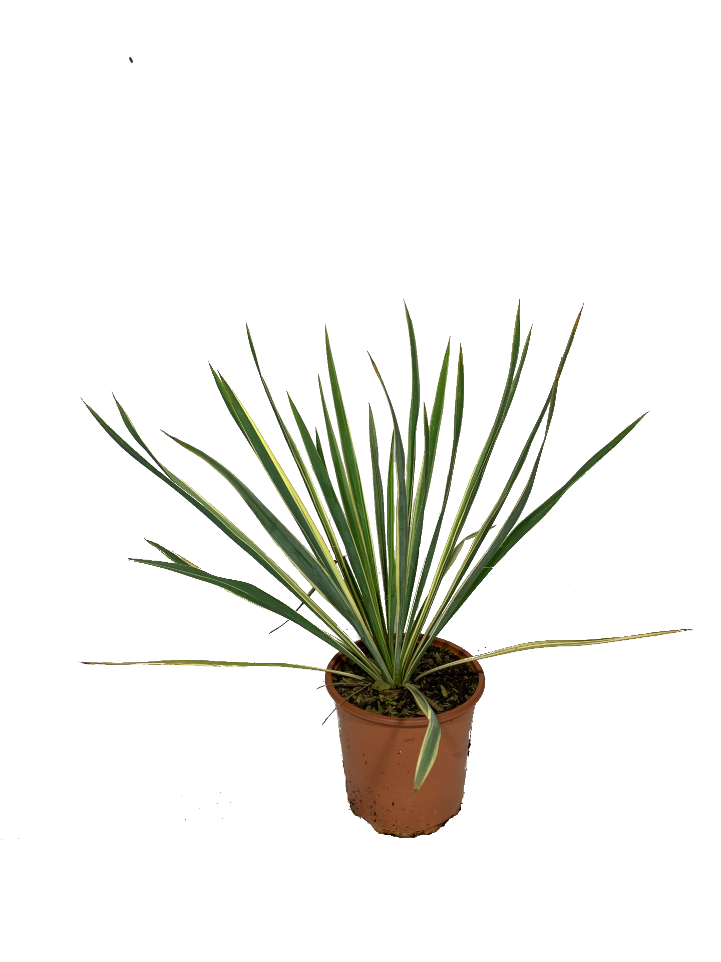 yucca variegata bright edge, pianta dalle foglie lunghe e variegate di giallo all'esterno e verdi all'interno