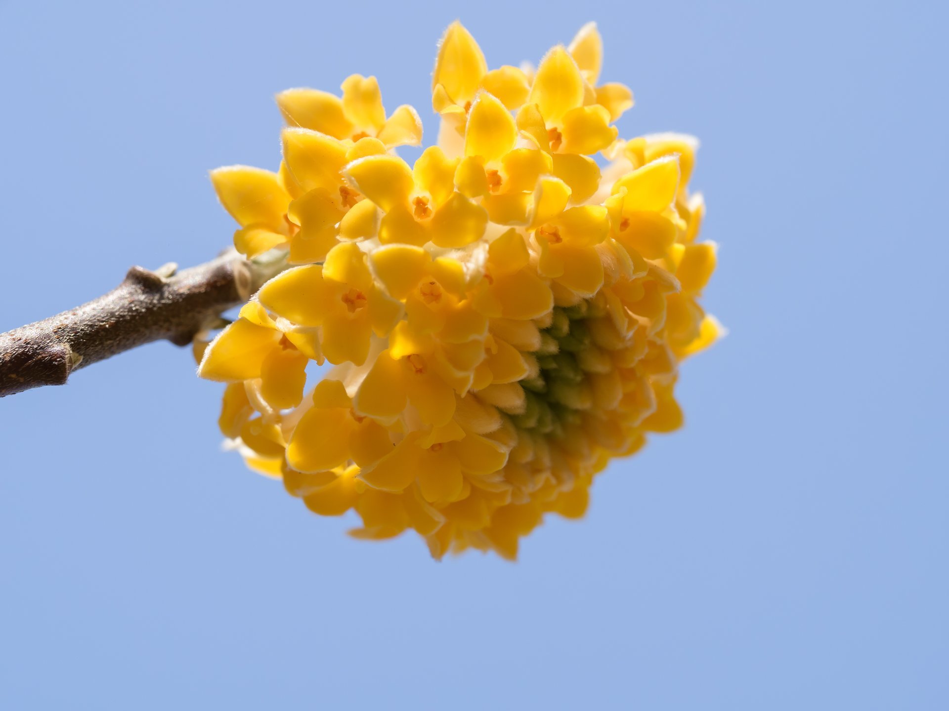 Edgeworthia Crysantha Grandiflora - immagine 2