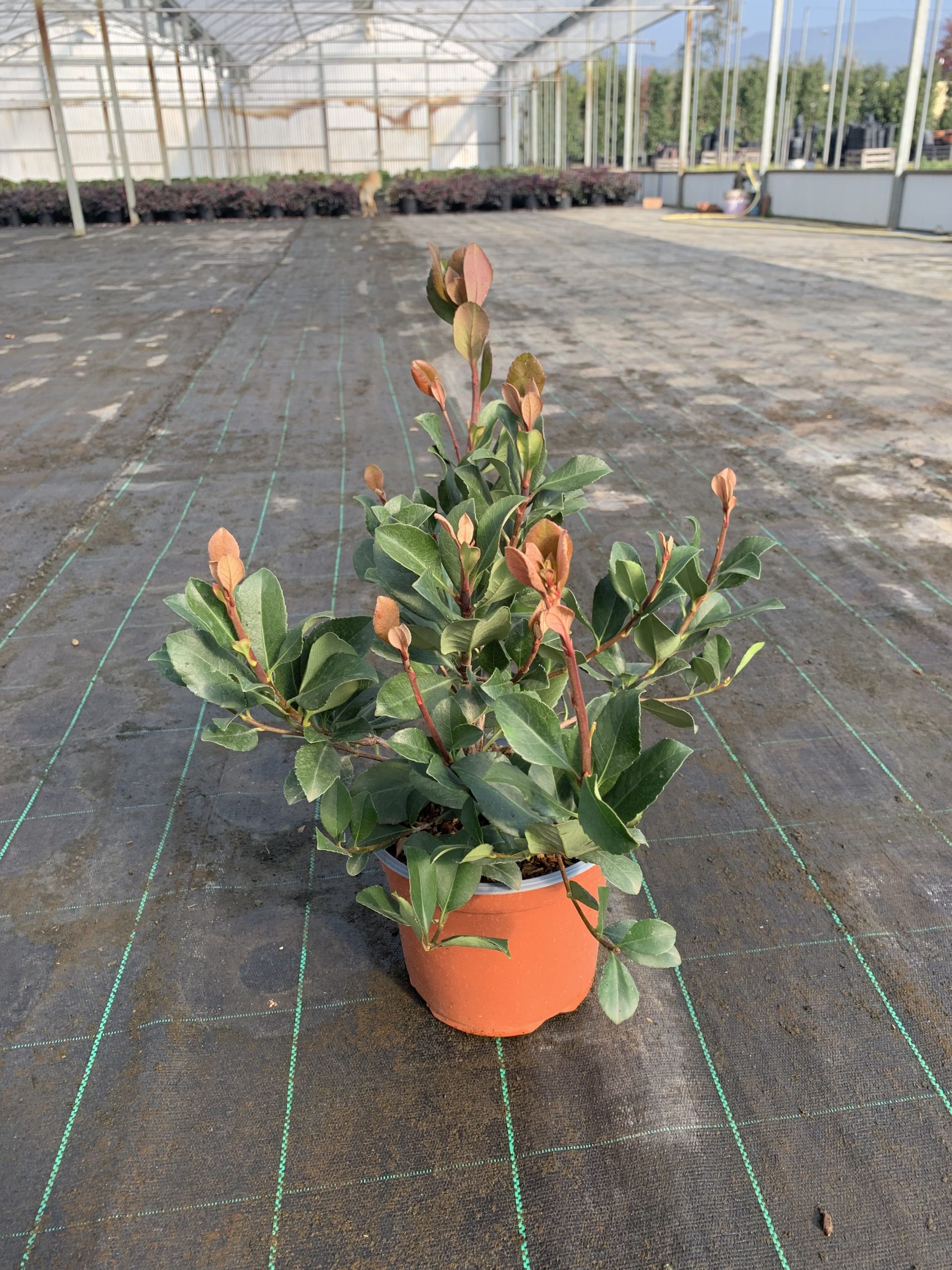 Raphiolepis Indica "Springtime" - immagine 2
