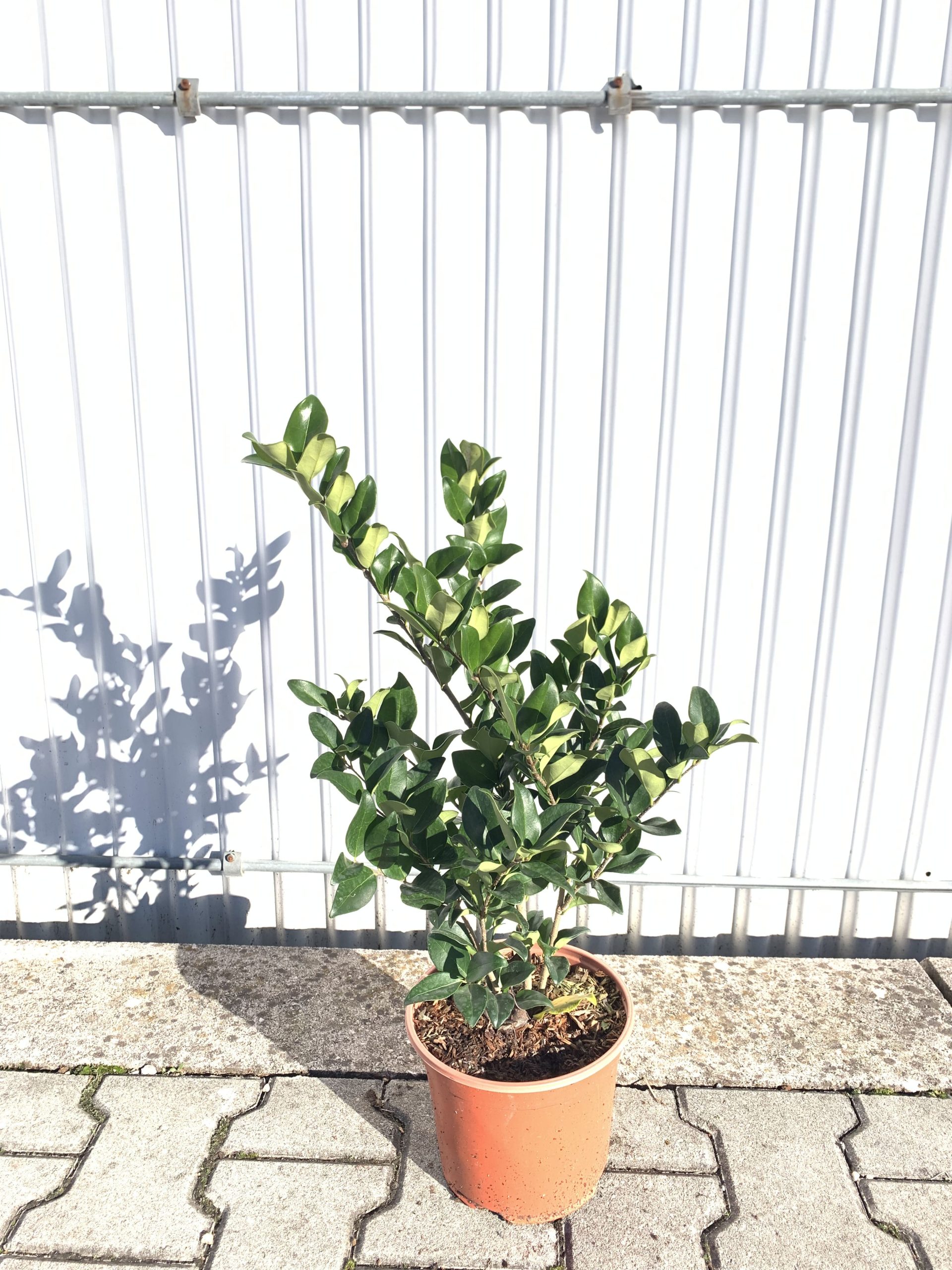 Ligustrum Texanum (Ligustro Texano) - immagine 2