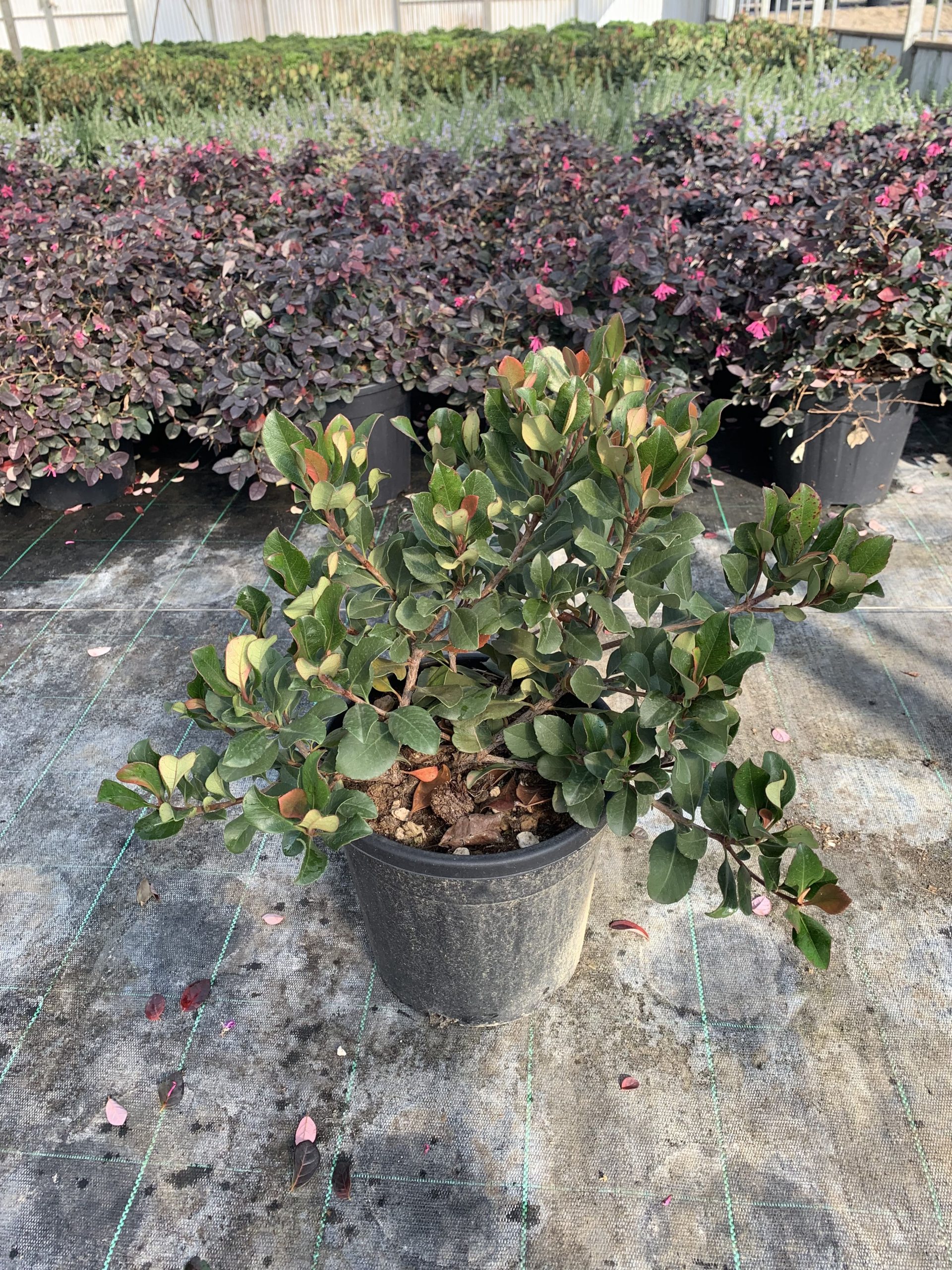 Raphiolepis Indica "Springtime" v24 - immagine 2