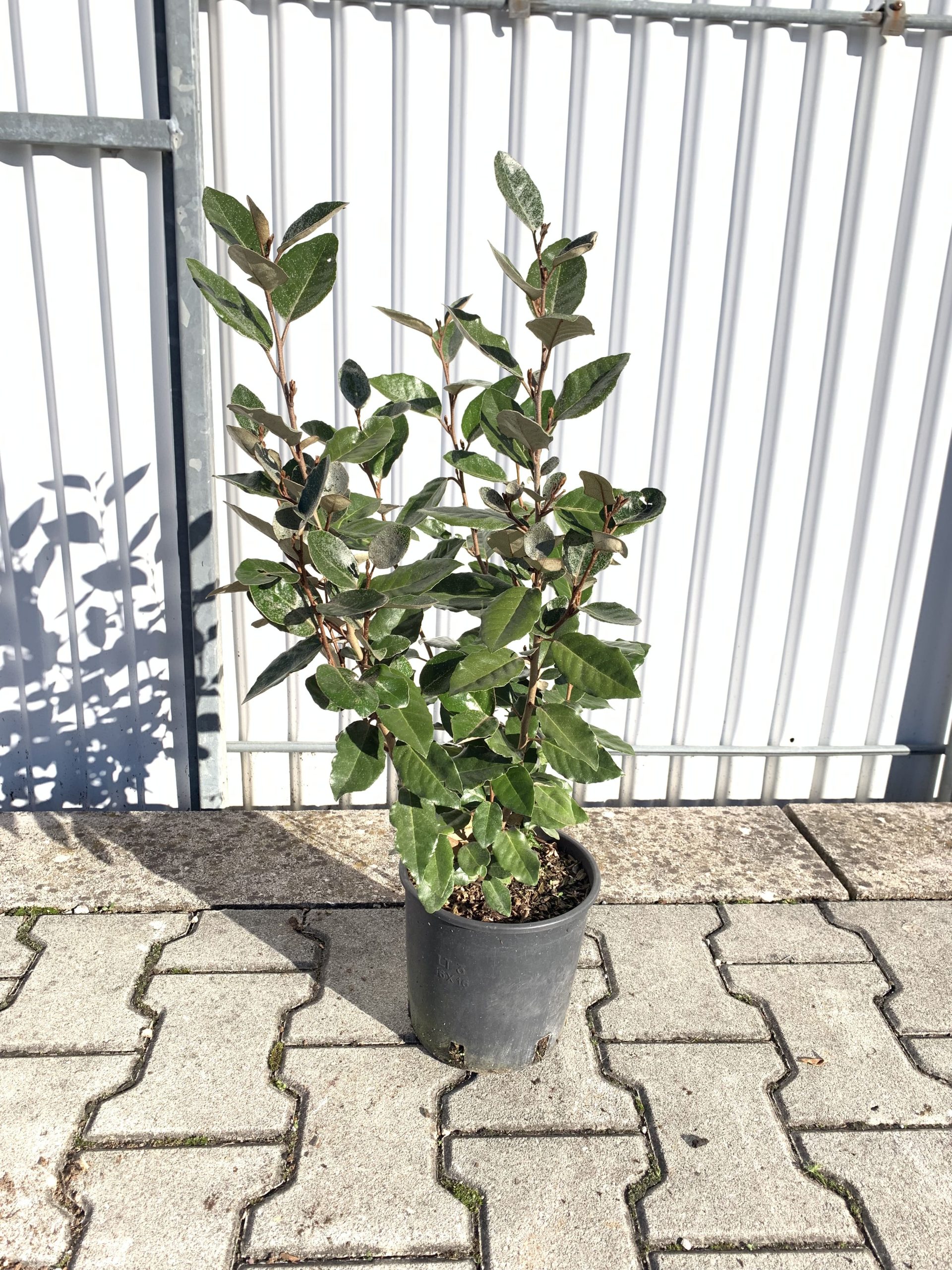 Eleagnus Ebbingei - immagine 2