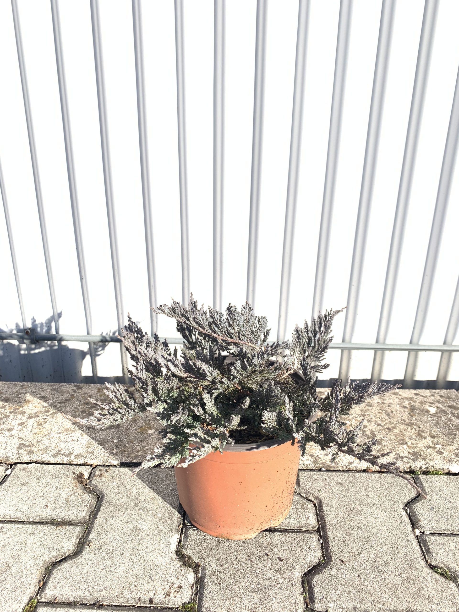 Juniperus "Blue Chip" - immagine 2