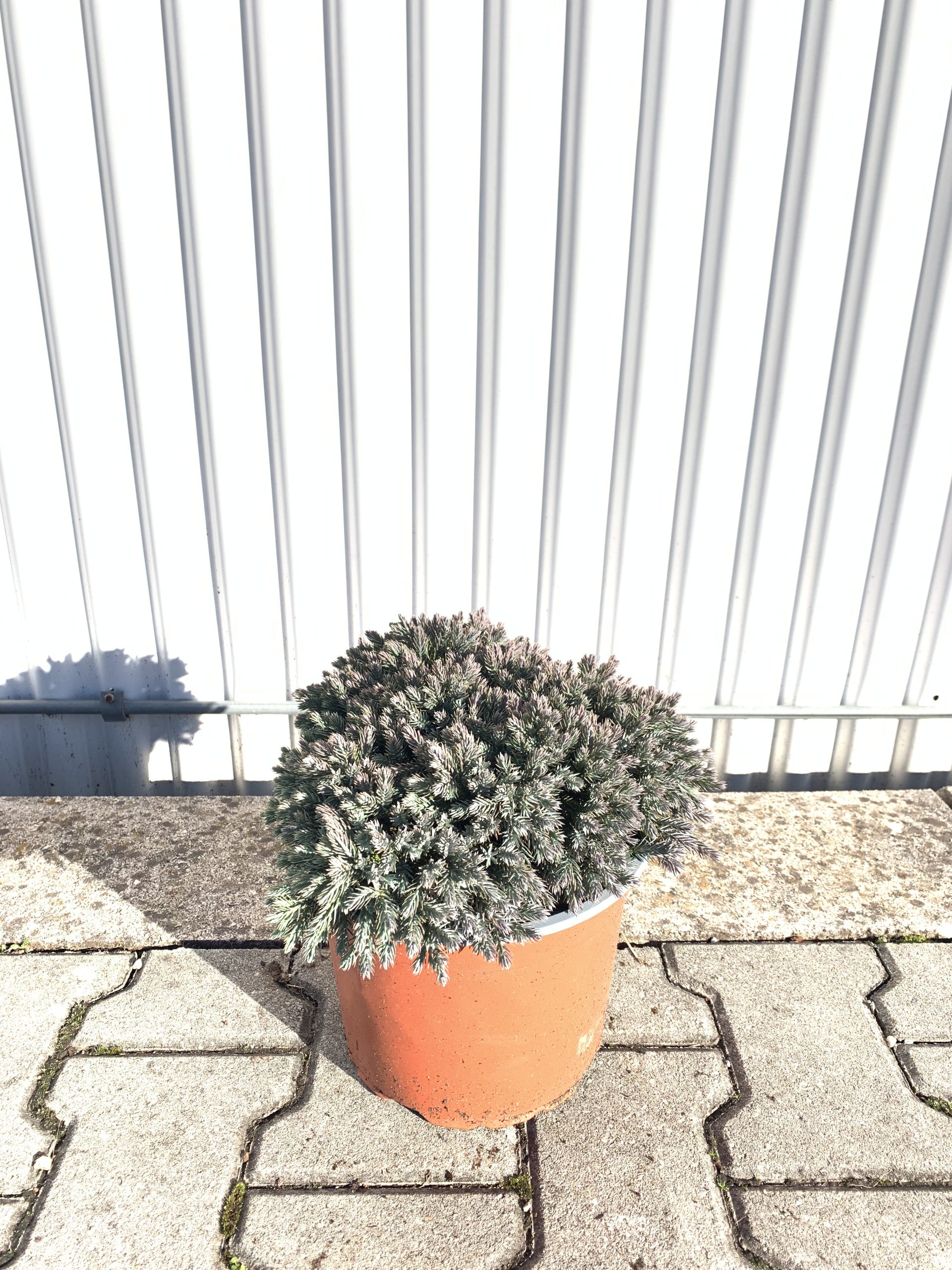 Juniperus Squamata "Blue Star" - immagine 2