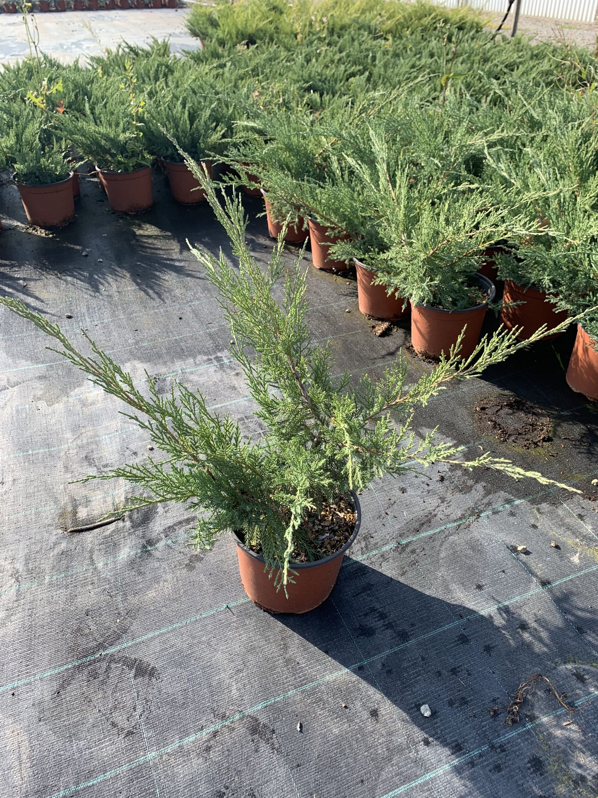 Juniperus Pfitzeriana Verde - immagine 2