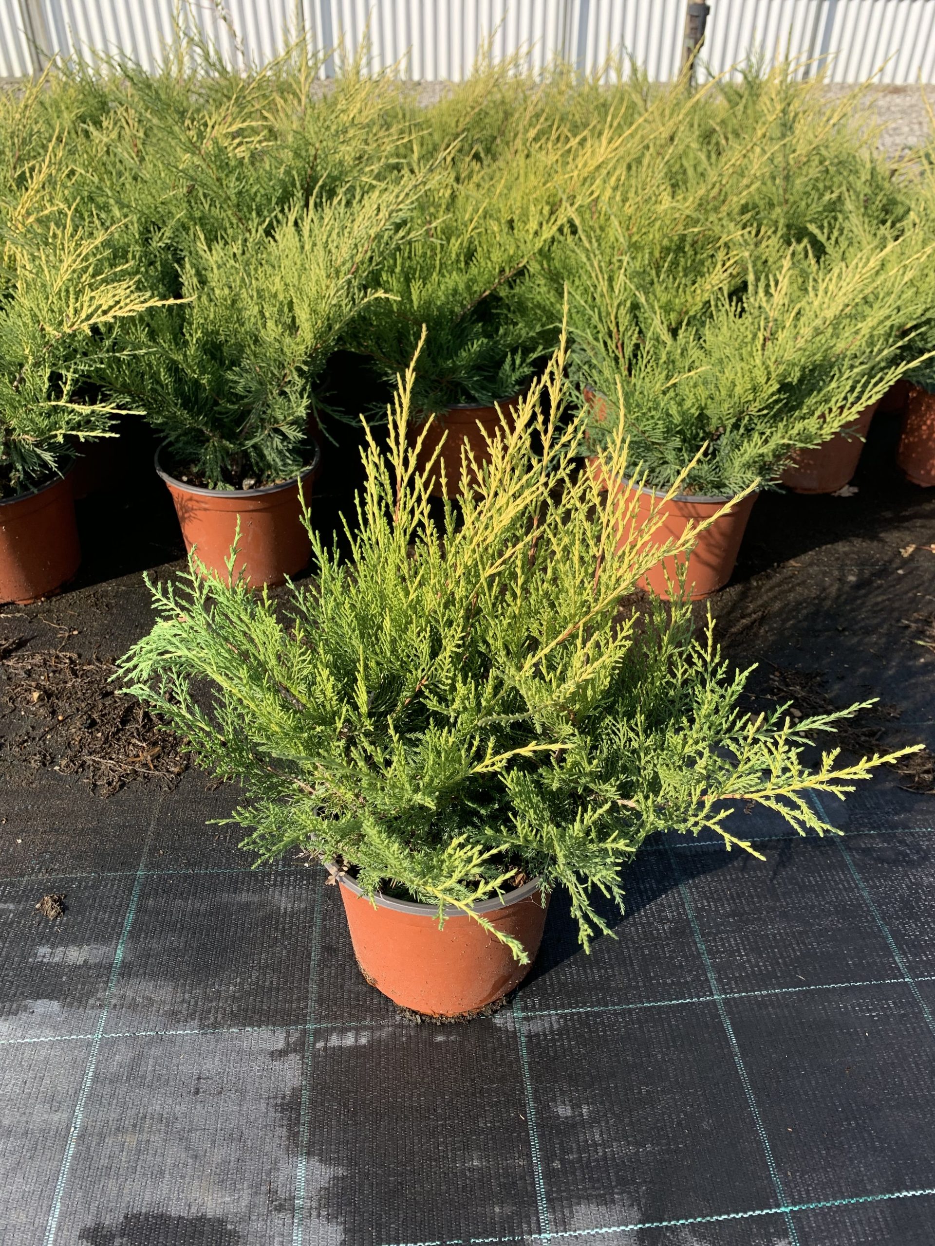 Juniperus x media "Old Gold" - immagine 2